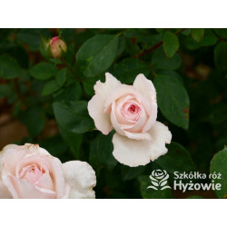 Why Not?™ - Róże Wielkokwiatowe - 