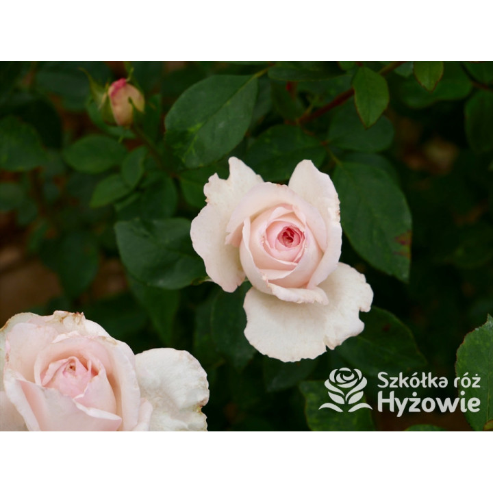 Why Not?™ - Róże Wielkokwiatowe - 