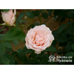 Why Not?™ - Róże Wielkokwiatowe - 