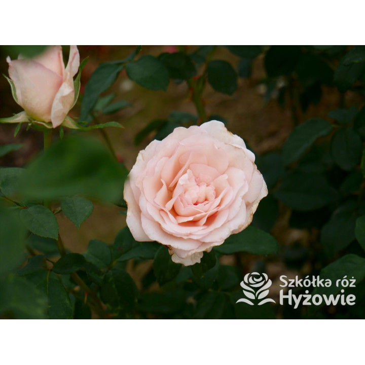 Why Not?™ - Róże Wielkokwiatowe - 