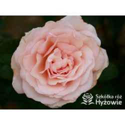 Why Not?™ - Róże Wielkokwiatowe - 