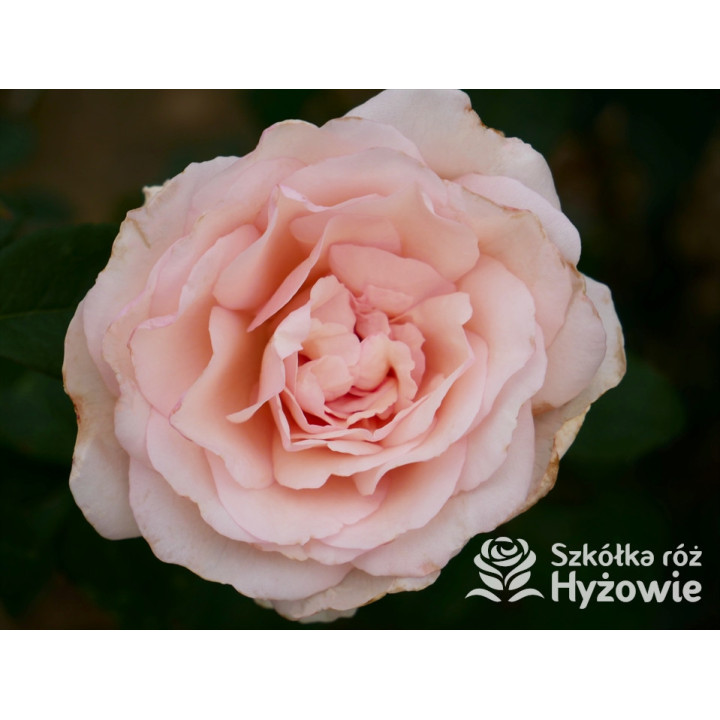 Why Not?™ - Róże Wielkokwiatowe - 