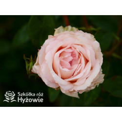 Why Not?™ - Róże Wielkokwiatowe - 