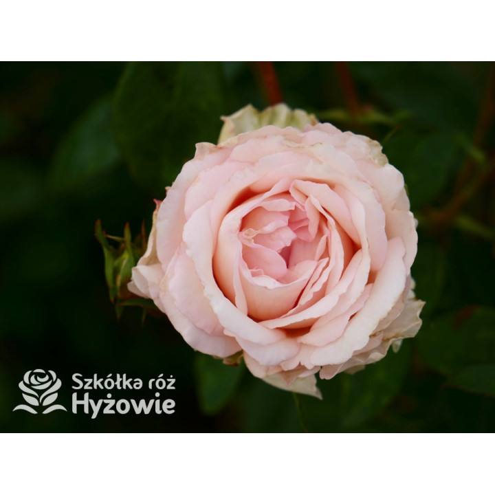 Why Not?™ - Róże Wielkokwiatowe - 