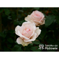 Why Not?™ - Róże Wielkokwiatowe - 