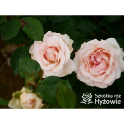 Why Not?™ - Róże Wielkokwiatowe - 