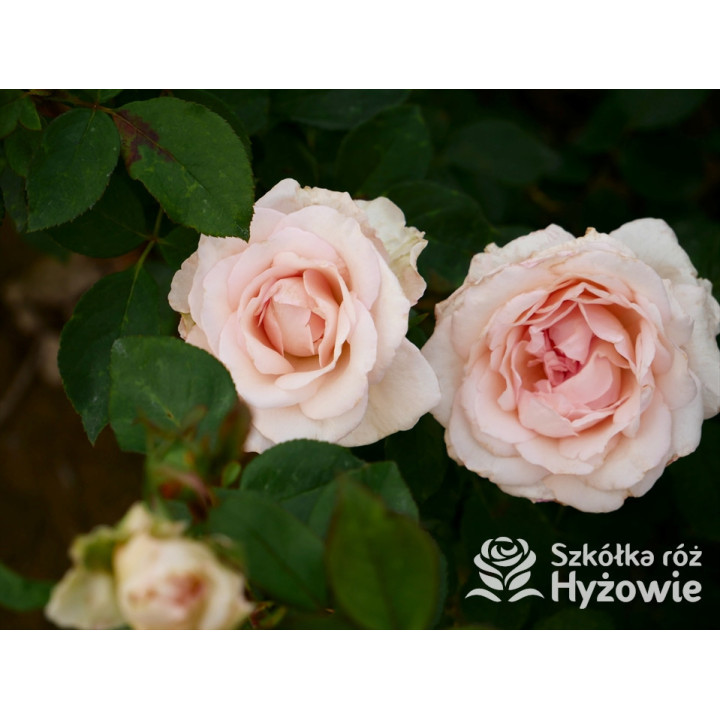 Why Not?™ - Róże Wielkokwiatowe - 