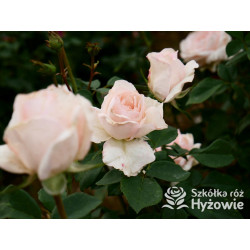 Why Not?™ - Róże Wielkokwiatowe - 