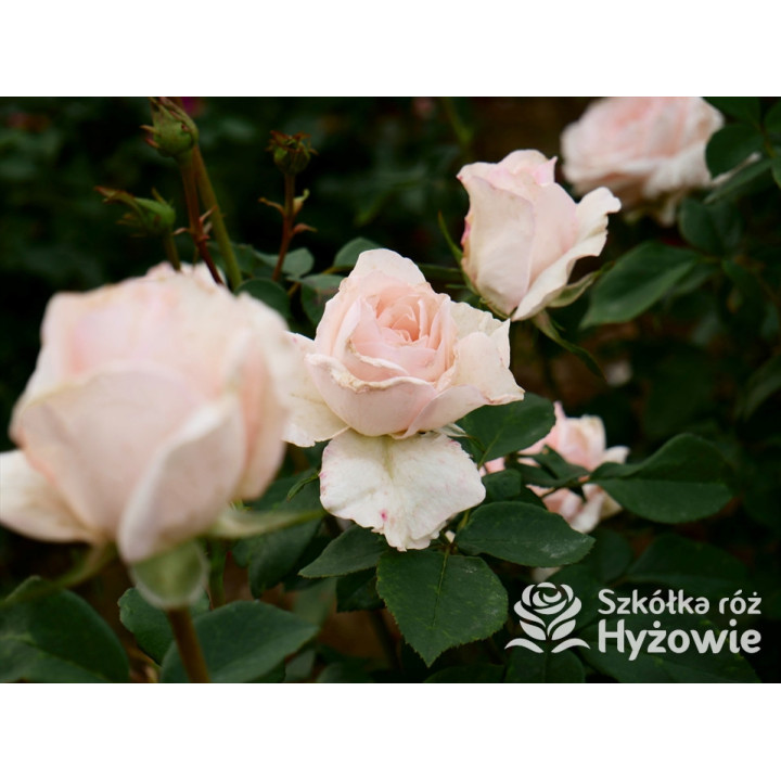 Why Not?™ - Róże Wielkokwiatowe - 