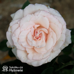 Why Not?™ - Róże Wielkokwiatowe - 