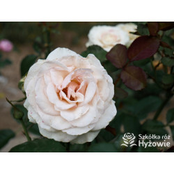 Why Not?™ - Róże Wielkokwiatowe - 