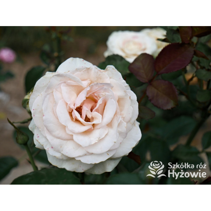 Why Not?™ - Róże Wielkokwiatowe - 