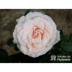 Why Not?™ - Róże Wielkokwiatowe - 