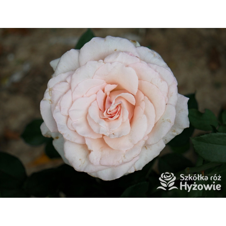 Why Not?™ - Róże Wielkokwiatowe - 