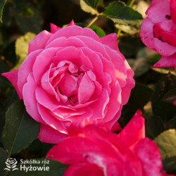 Sweet Perfume™ - Róże Miniaturowe - 