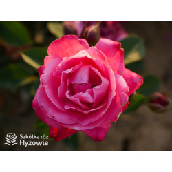 Sweet Perfume™ - Róże Miniaturowe - 