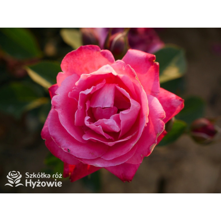 Sweet Perfume™ - Róże Miniaturowe - 