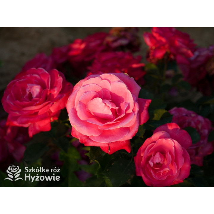 Sweet Perfume™ - Róże Miniaturowe - 