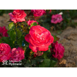 Sweet Perfume™ - Róże Miniaturowe - 