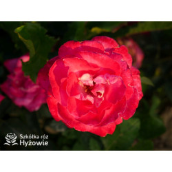 Sweet Perfume™ - Róże Miniaturowe - 