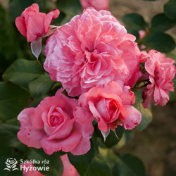 The Most Beautiful™ - Róże Rabatowe - 