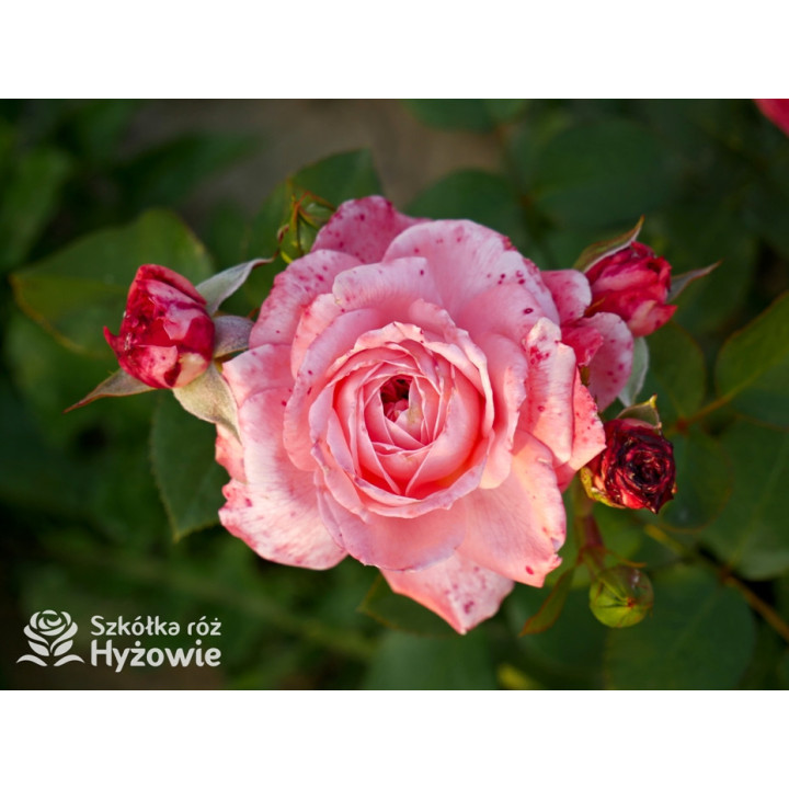 The Most Beautiful™ - Róże Rabatowe - 