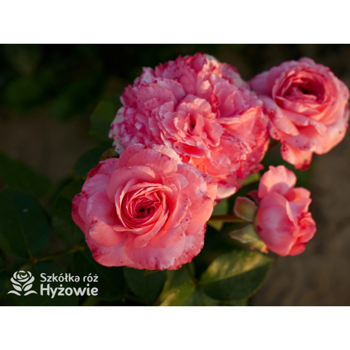 The Most Beautiful™ - Róże Rabatowe - 