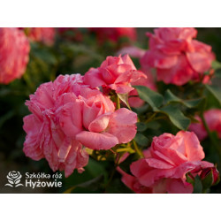 The Most Beautiful™ - Róże Rabatowe - 