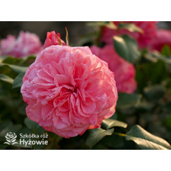 The Most Beautiful™ - Róże Rabatowe - 