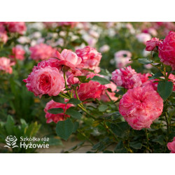 The Most Beautiful™ - Róże Rabatowe - 