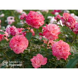 The Most Beautiful™ - Róże Rabatowe - 