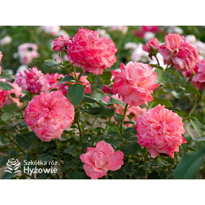 The Most Beautiful™ - Róże Rabatowe - 