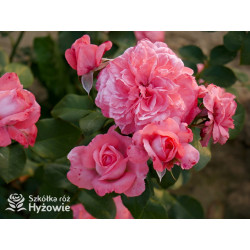 The Most Beautiful™ - Róże Rabatowe - 