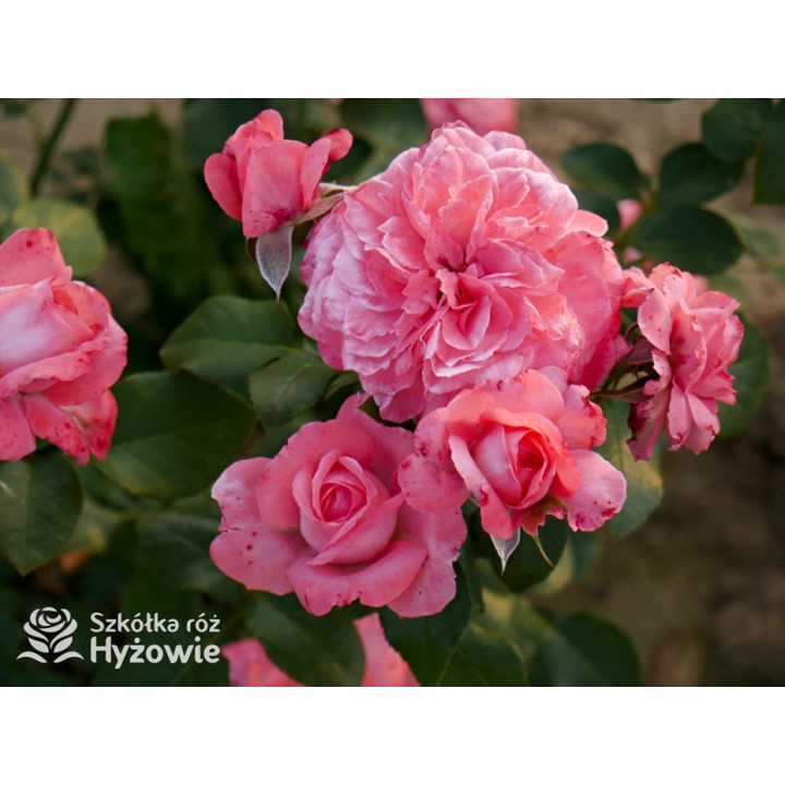 The Most Beautiful™ - Róże Rabatowe - 