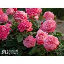 The Most Beautiful™ - Róże Rabatowe - 