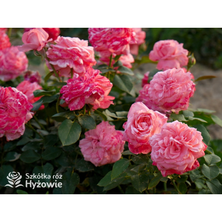 The Most Beautiful™ - Róże Rabatowe - 