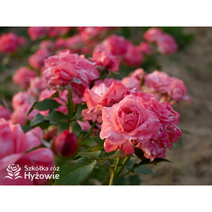 The Most Beautiful™ - Róże Rabatowe - 