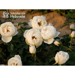 Royal Viking™ - Róże Rabatowe -  Royal Viking™ - Róże Rabatowe -