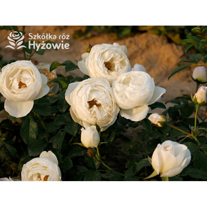 Royal Viking™ - Róże Rabatowe -  Royal Viking™ - Róże Rabatowe -