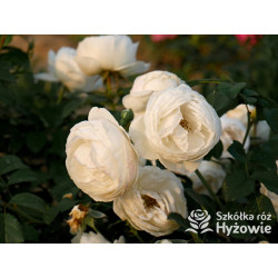 Royal Viking™ - Róże Rabatowe -  Royal Viking™ - Róże Rabatowe -