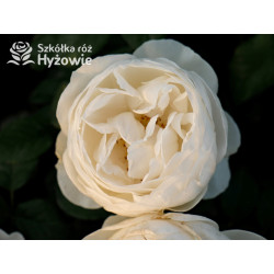 Royal Viking™ - Róże Rabatowe -  Royal Viking™ - Róże Rabatowe -