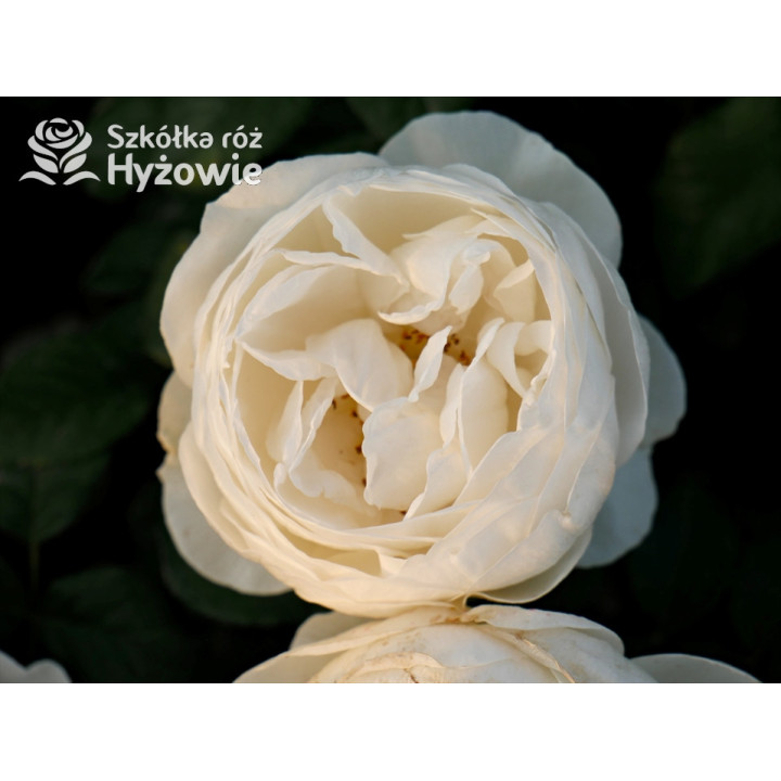 Royal Viking™ - Róże Rabatowe -  Royal Viking™ - Róże Rabatowe -