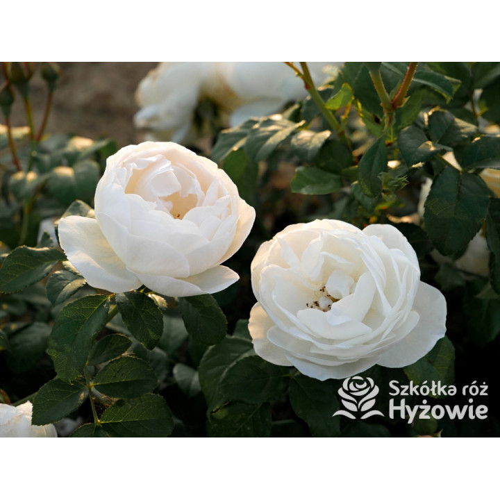 Royal Viking™ - Róże Rabatowe -  Royal Viking™ - Róże Rabatowe -