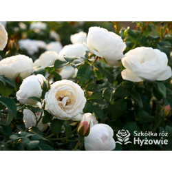 Royal Viking™ - Róże Rabatowe -  Royal Viking™ - Róże Rabatowe -