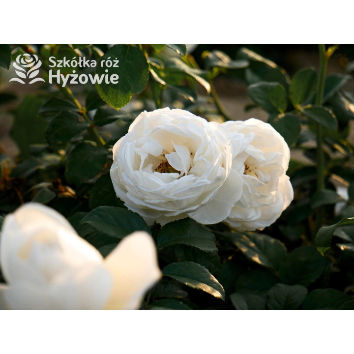 Royal Viking™ - Róże Rabatowe -  Royal Viking™ - Róże Rabatowe -