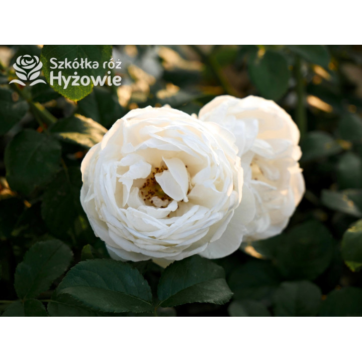 Royal Viking™ - Róże Rabatowe -  Royal Viking™ - Róże Rabatowe -