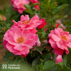 I am Strong and Beautiful™ - Róże Rabatowe - 