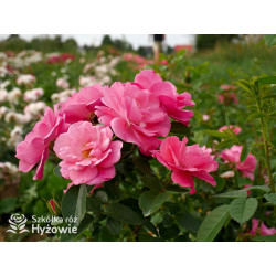 I am Strong and Beautiful™ - Róże Rabatowe -  I am Strong and Beautiful™ - Róże Rabatowe -