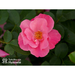 I am Strong and Beautiful™ - Róże Rabatowe -  I am Strong and Beautiful™ - Róże Rabatowe -