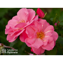 I am Strong and Beautiful™ - Róże Rabatowe -  I am Strong and Beautiful™ - Róże Rabatowe -